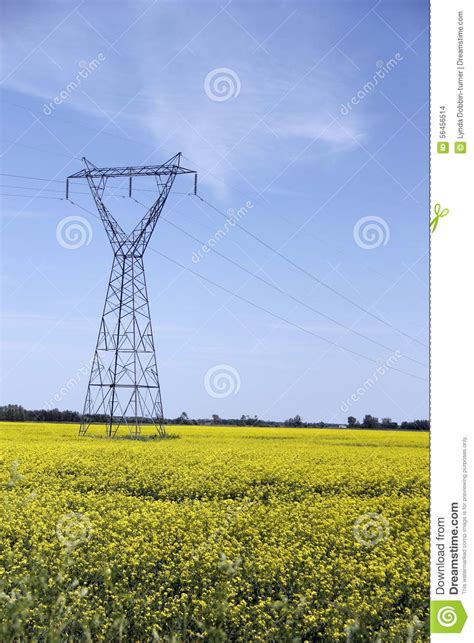 Power Line In A Field Of Southern Manitoba Canola Stock Photo Image