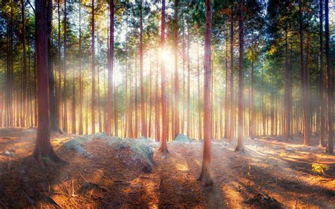 Beautiful Nature Forest Trees Sun Rays Shadow Wallpaper Nature