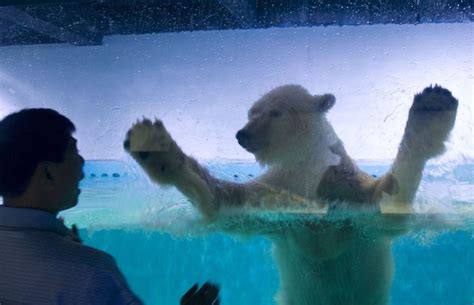 world s saddest polar bear removed from shopping centre in china metro news