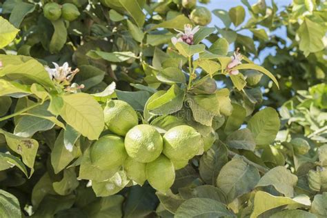 Unripe Lemons On The Tree Lemon Blossom Stock Image Image Of Garden