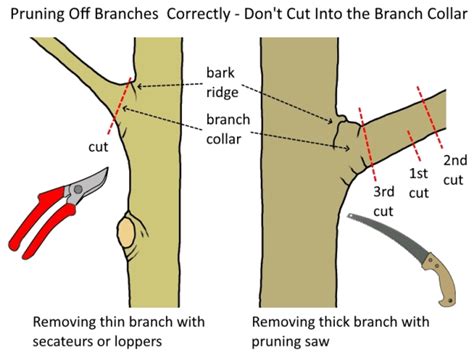 Tree Pruning How To Prune Tree Branches Correctly Deep Green