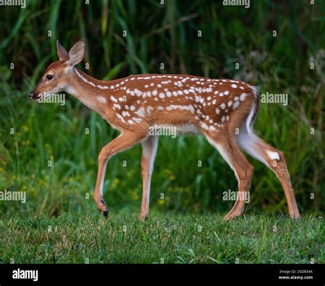 A White Tailed Deer Fawn With Spots In An Open Meadow Stock Photo Alamy
