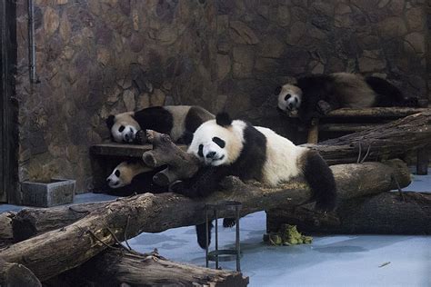 Live Shooting Of Wild Animals And Pandas In Chengdu Panda Base Sichuan