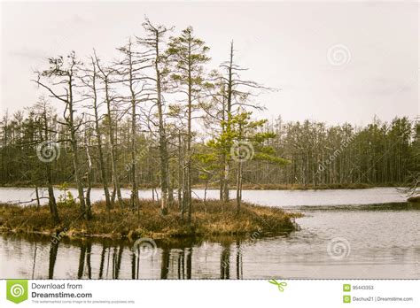 A Beautiful Landscape Of A Marsh With A Water Ponds Stock Image Image