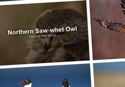 12 Jquery Image Hover Effects Examples And Plugins
