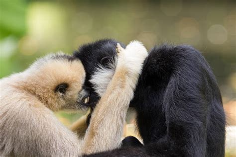350 Two Monkeys Hugging Stock Photos Pictures And Royalty Free Images