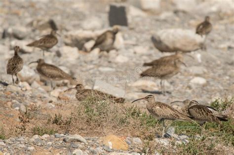 Whimbrel Numenius Phaeopus Birds Wintering In The Middle East Stock