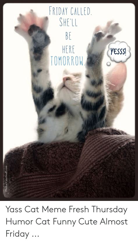 Riday Called She Ll Here Tomorrow Yesss Yass Cat Meme Fresh Thursday Humor Cat Funny Cute Almost