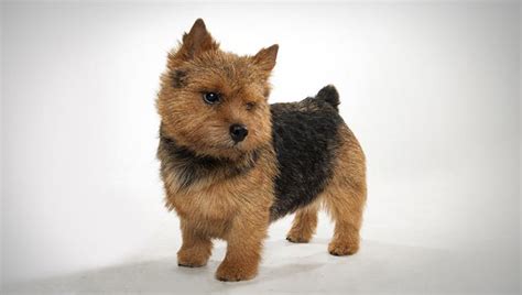 He is feisty and tough. Norwich Terrier - Puppies, Rescue, Pictures, Information ...