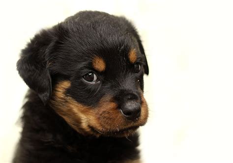 Olx islamabad offers online local classified ads for dogs. Rottweiler Price - How Much Is This Loyal and Lovable Giant?