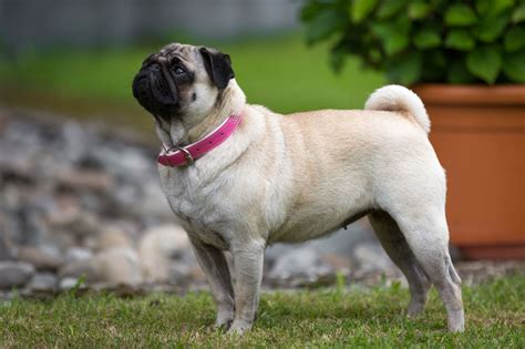 Pug Dog Breed Information Buying Advice Photos And More