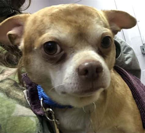 Последние твиты от denville animal hosp (@denvilleah). Prancer the Chihuahua: Rescue dog dubbed 'neurotic, man ...