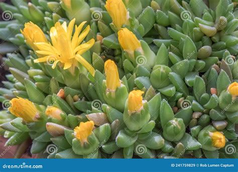 Hardy Yellow Iceplant Delosperma Nubigenum Yellow Flowers Stock Image