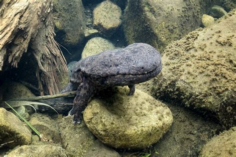 Olbrzymia ta salamandra! | Japoland
