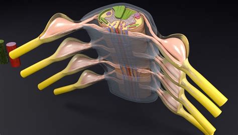 Spinal Cord Transverse Section Coverings Label 3d Model