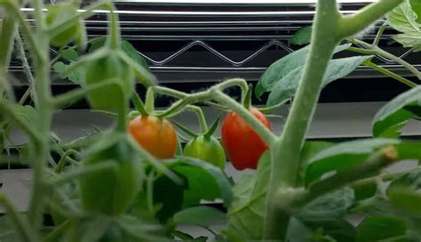 How To Grow Tomatoes Indoors Step By Step Gardening Channel