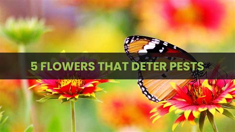 Protect Your Garden With Flowers Which Flowers To Grow To Deter Pests