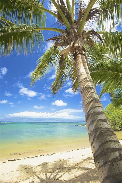 Shop tree themed canvas art: Maui Palm Tree by Kicka Witte | Beautiful beaches, Palm ...
