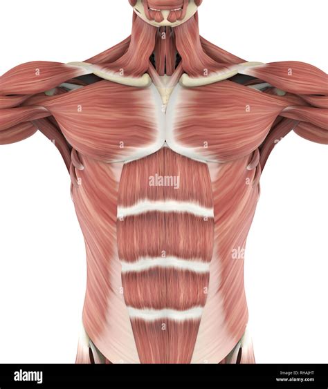 Anterior Thoracic Muscles