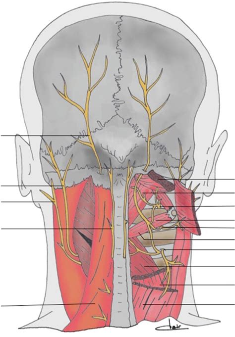 Anatomy Of The Occipital And Suboccipital Regions 1 Head Semispinalis