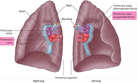 Pulmonary Vein Anatomy Function Location Ablation Stenosis And Thrombosis