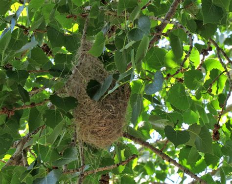 Types Of Bird Nests Pictures