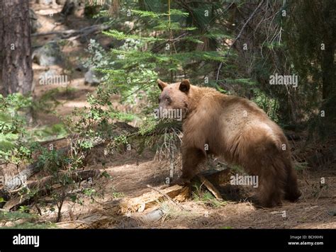 Black Bear Ursus Americanus Out Looking For Food Yosemite National