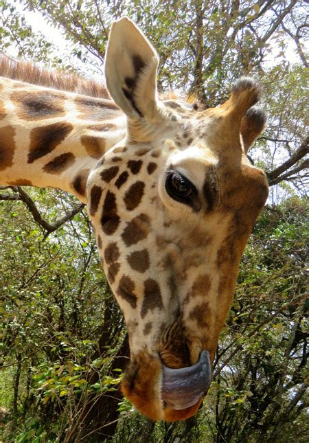 Get Eye To Eye With A Giraffe At The Afew Giraffe Centre Africa