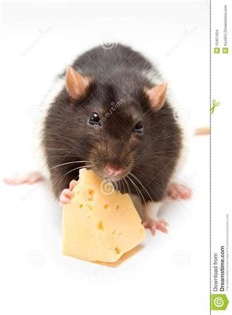 Rat Eating Cheese Isolated On White Sponsored Eating Rat