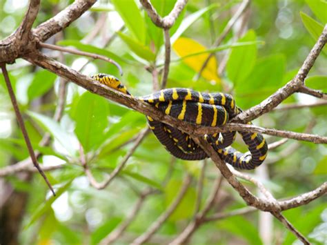 Share the best gifs now >>>. Real Monstrosities: Mangrove Cat Snake