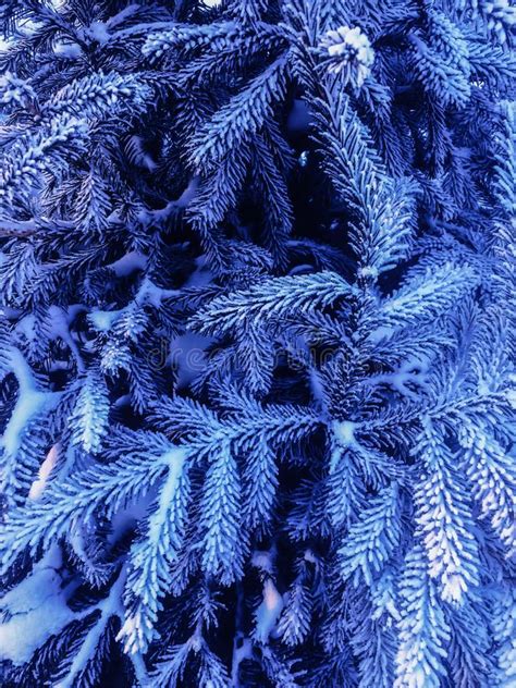 Pine Tree Branches Covered With Snow Frost In Cold Tones Stock Photo