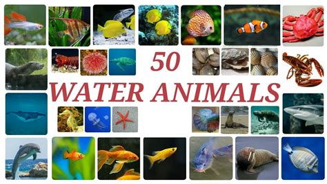 Top 128 Names Of Animals That Live In Water