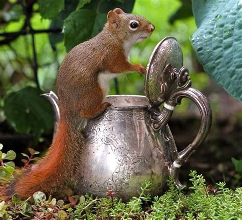 Daniela Chirico On Twitter Animals Wild Cute Squirrel