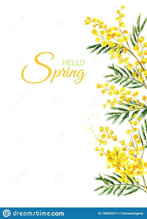 Mimosa Yellow Spring Flower Vertical Border And Frame Watercolor Hand