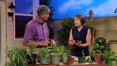 Jul 06, 2021 · florida gardening: Central Florida Gardening-Propagation by Cutting - YouTube