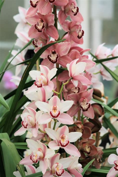 Pink Cymbidium Orchids Pink Cymbidium Ochid Flowers Flickr