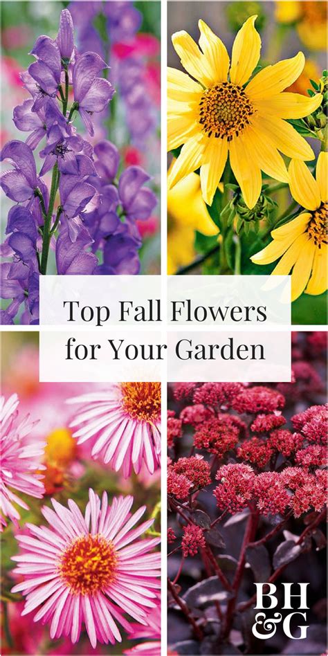 Fill Your Garden With These Late Season Blooming Perennial Flowers Will