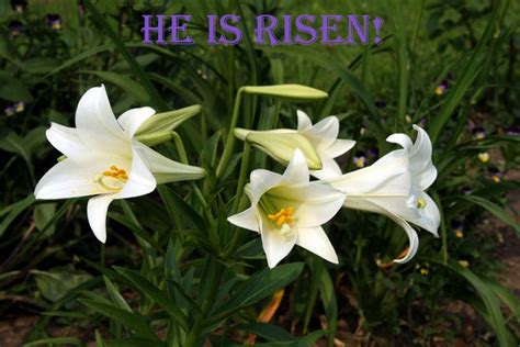Thoughts On The Easter Lily Easter Lily Easter Blessings Lily