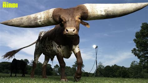 धरती के 5 सबसे बड़े जानवर Worlds Biggest Animals Youtube