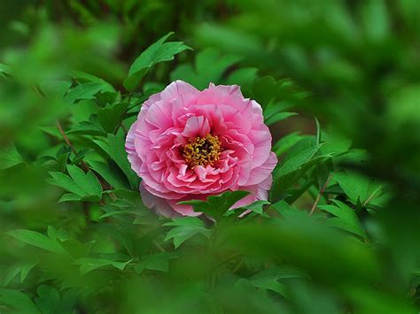 Lonely Beauty Bright Peony Flower Photography Wallpapers Preview