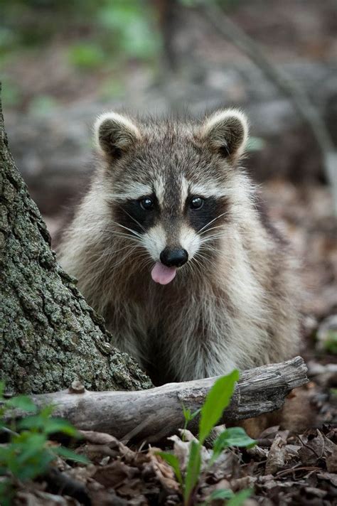 170 Best Raccoons Always Intrigue Me Images On Pinterest