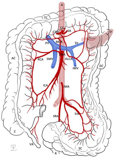 Medicina Free Full Text Variant Arterial Supply Of The Descending