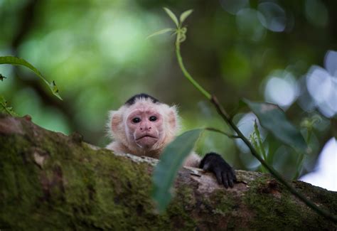 White Capuchin Monkey Sean Crane Photography