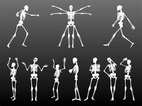 Human Skeletons Set Vector Art And Graphics