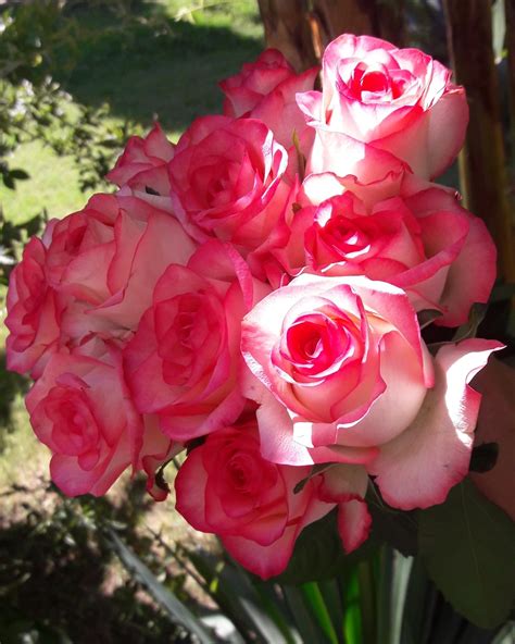 самые красивые цветы цветы фото розы - Fotoblogs24.blogspot.com