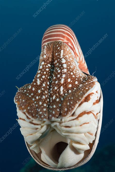 Chambered Nautilus Stock Image C0317687 Science Photo Library