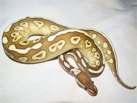 Black Pastel Butter Desert Morph List World Of Ball Pythons