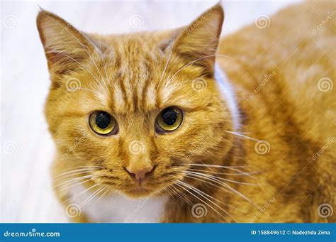 Round Eyes Red Cat Muzzle Red Cat Stock Photo Image Of Looking Cute