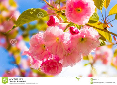 Beautiful Cherry Blossoms Branch Many Delicate Pink Cherry Blossoms