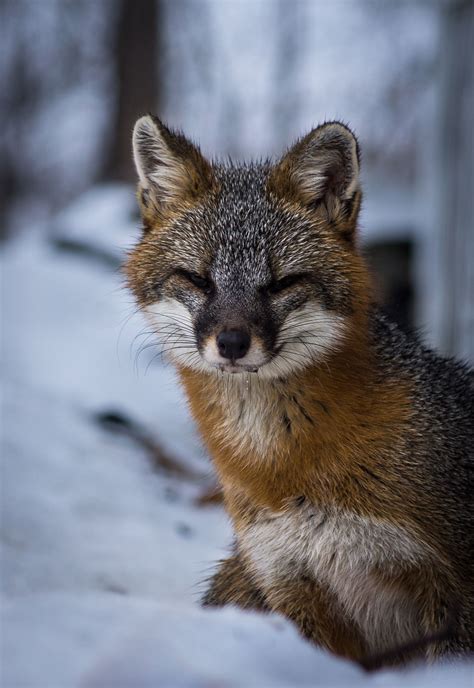 Gray Fox1 Snow Animals Pet Fox Grey Fox